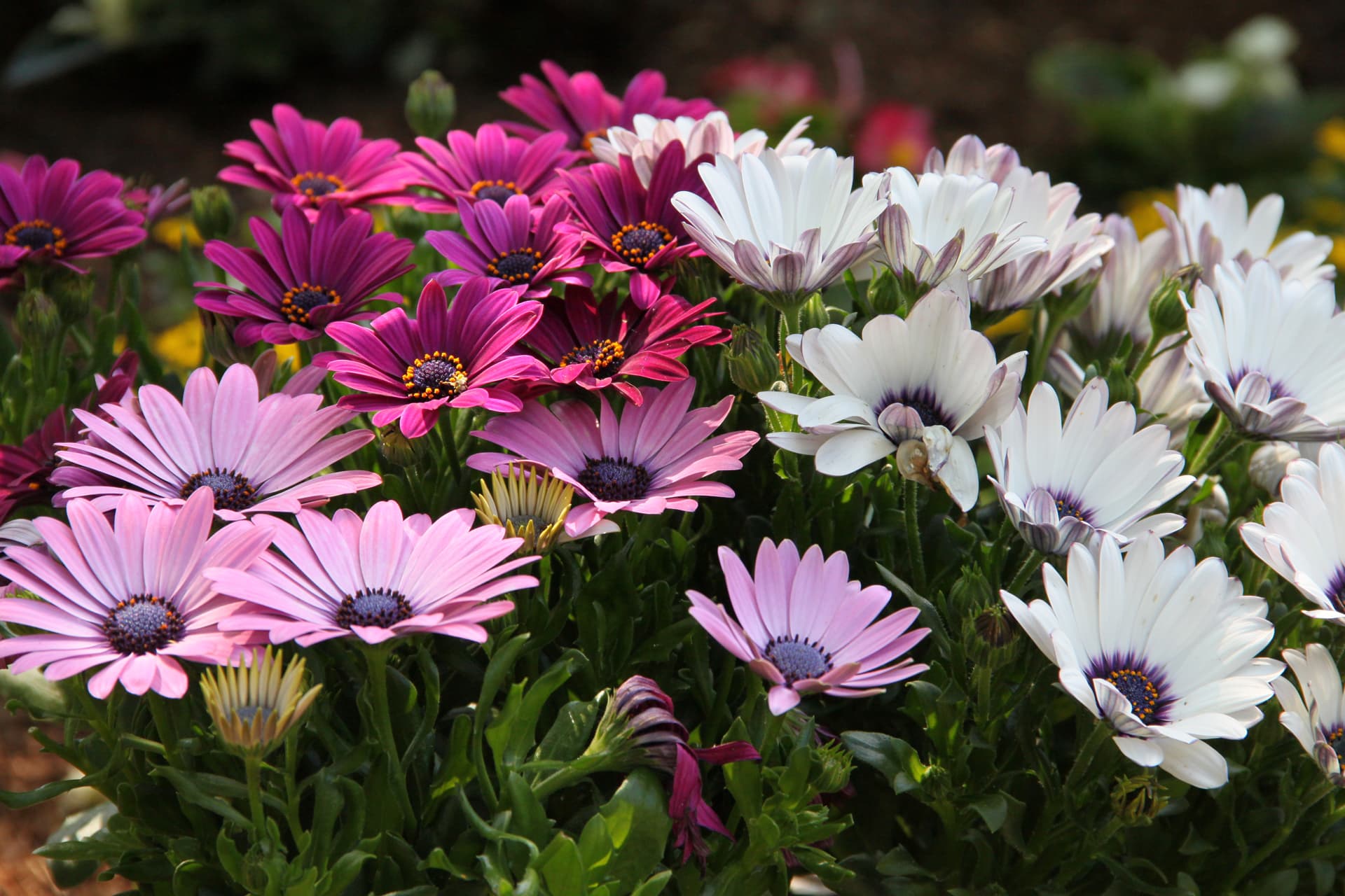 Encargue preciosas flores para difuntos en Vigo